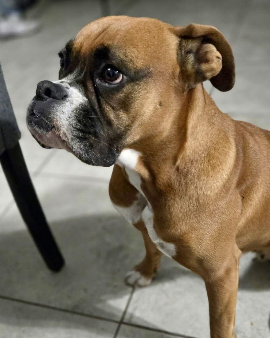 Enlarge Luna, a Adoptable Boxer in Monticello, NY image 2/3