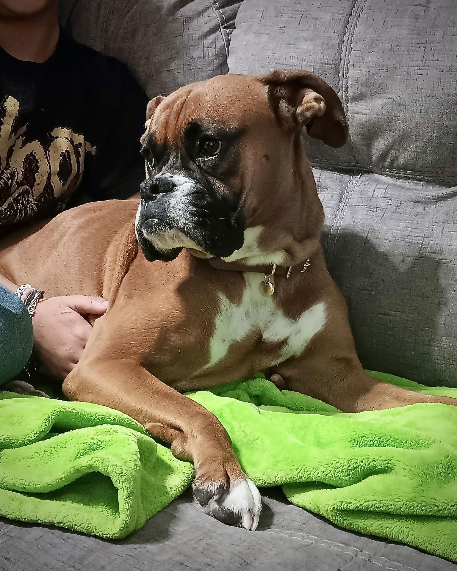 Enlarge Luna, a Adoptable Boxer in Monticello, NY image 3/3