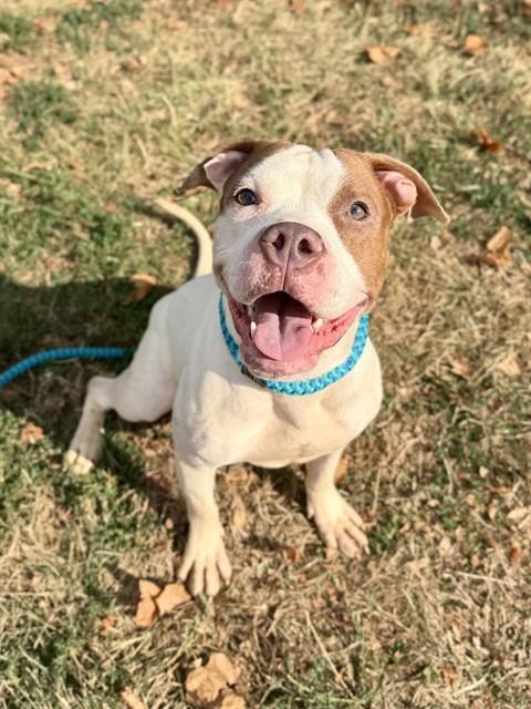 TONKS, Adoptable, Adult Female American Bulldog & Mixed Breed.