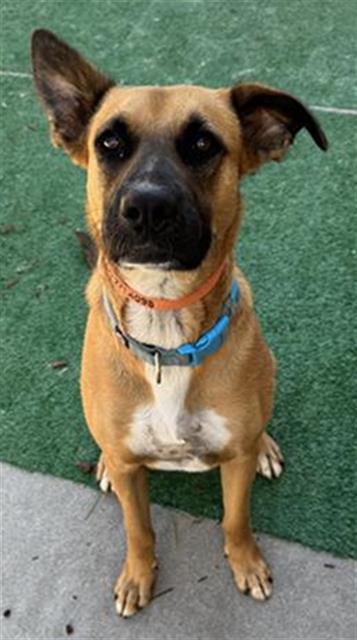Enlarge TANNER, a Adoptable mixed breed in Stockton, CA image 1/1