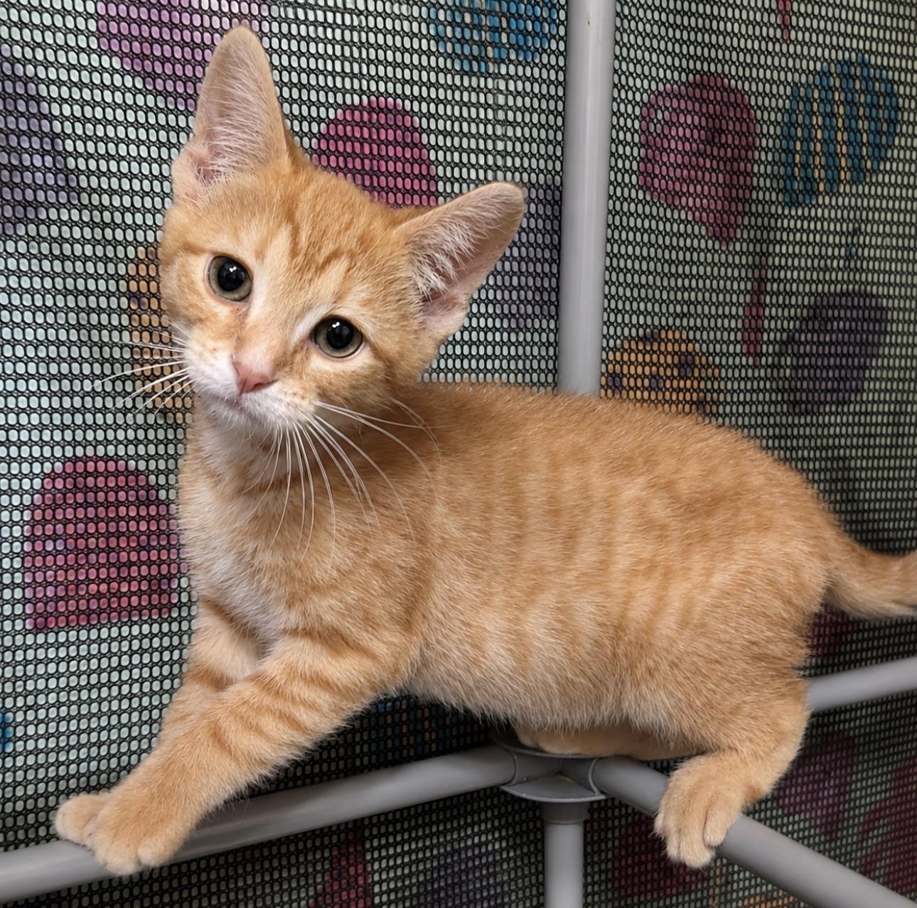 Pip, a ADOPTABLE Domestic Short Hair in Youngstown, OH image 3/3