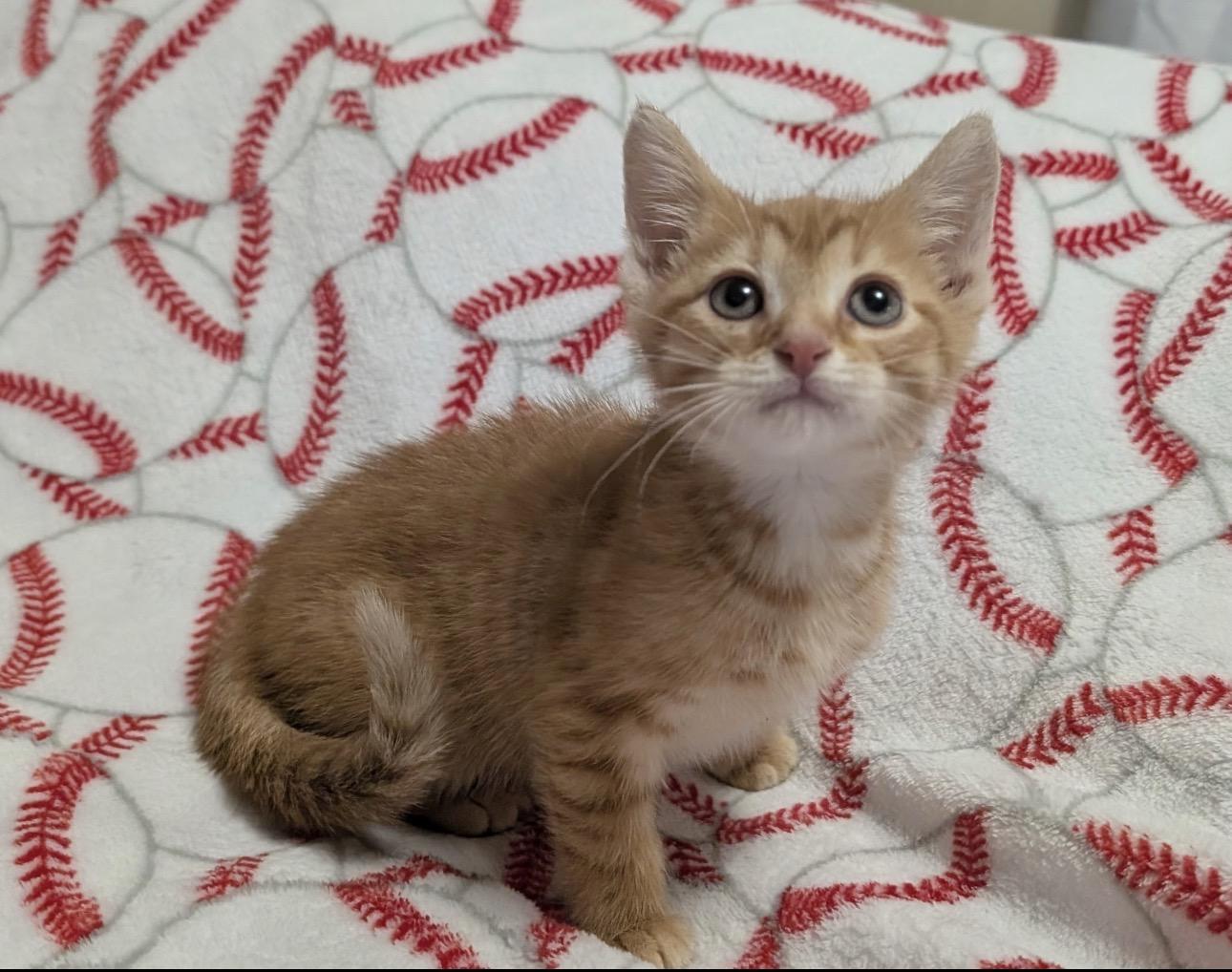 Pip, a ADOPTABLE Domestic Short Hair in Youngstown, OH image 1/3