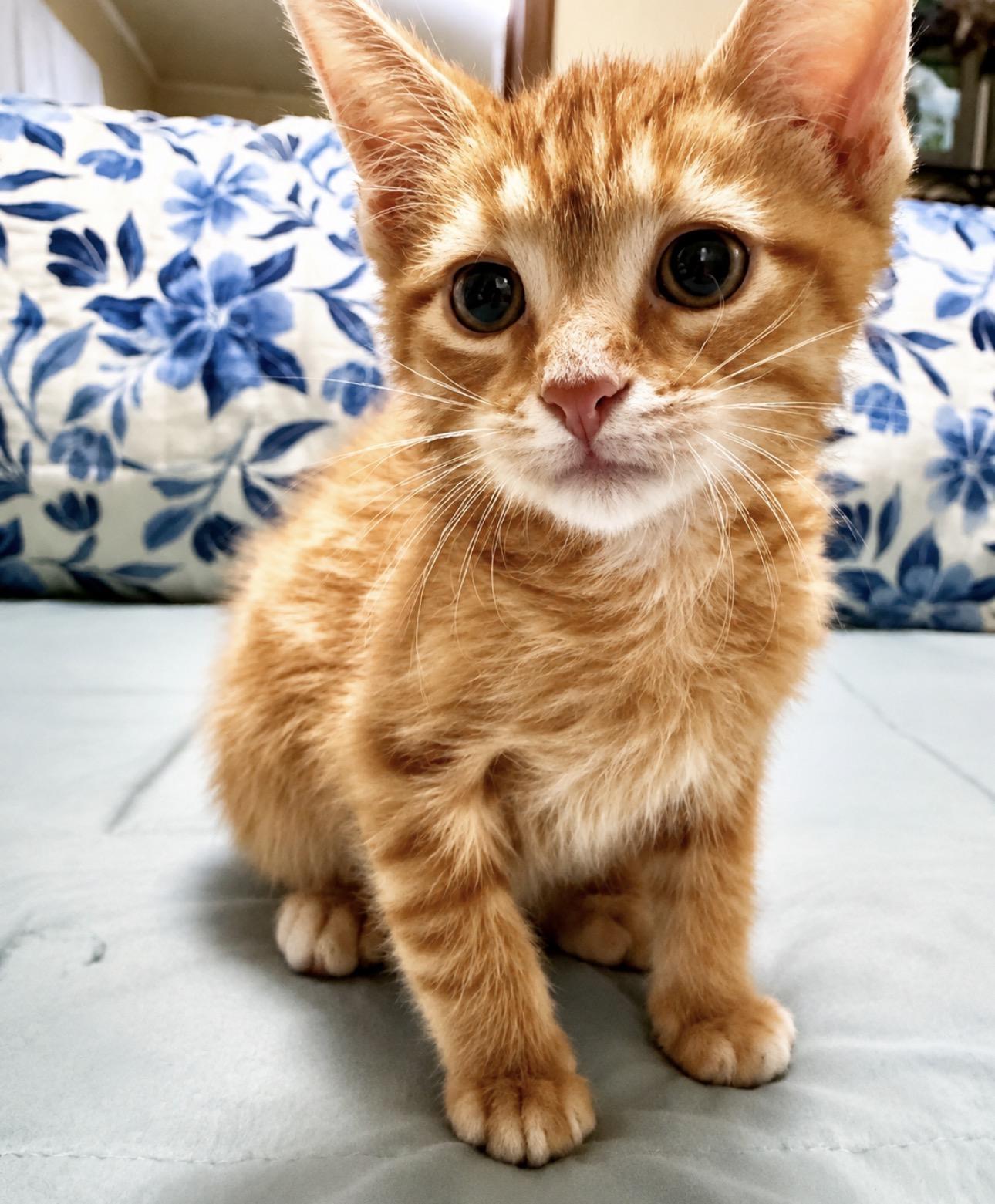 Pip, a ADOPTABLE Domestic Short Hair in Youngstown, OH image 2/3