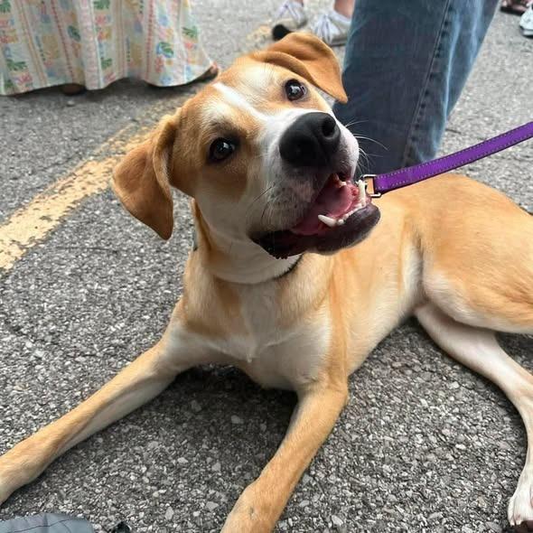 Pedro, Adoptable, Puppy Male Mixed Breed.