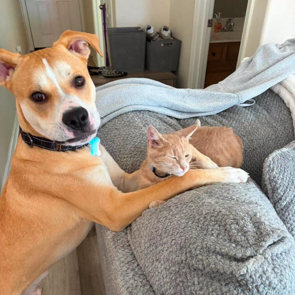 Enlarge Pedro, a Adoptable mixed breed in Lexington, KY image 2/3