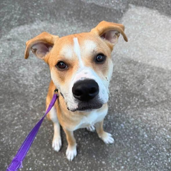 Enlarge Pedro, a Adoptable mixed breed in Lexington, KY image 3/3