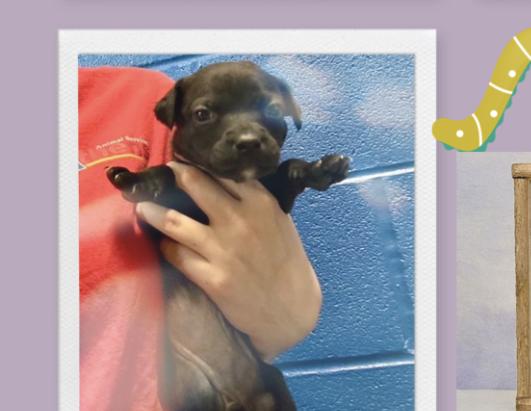 Enlarge Clover, a ADOPTABLE mixed breed in Copiague, NY image 1/1