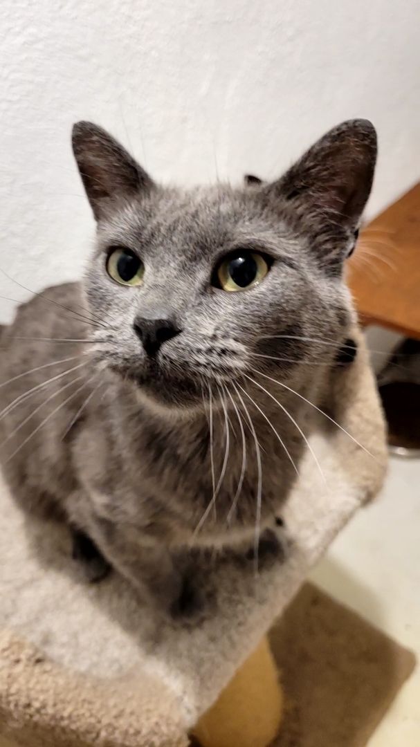 Joy, Adopted, Adult Female American Shorthair & Russian Blue.