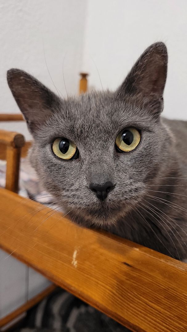 Enlarge Joy, a Adopted mixed breed in Big Lake, MN image 2/7