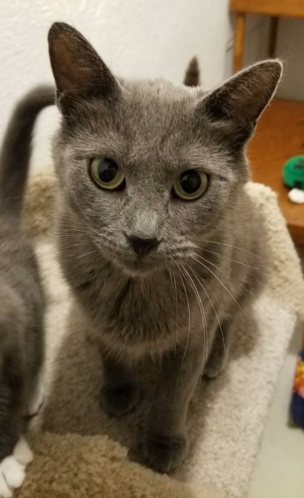 Enlarge Joy, a Adopted mixed breed in Big Lake, MN image 3/7