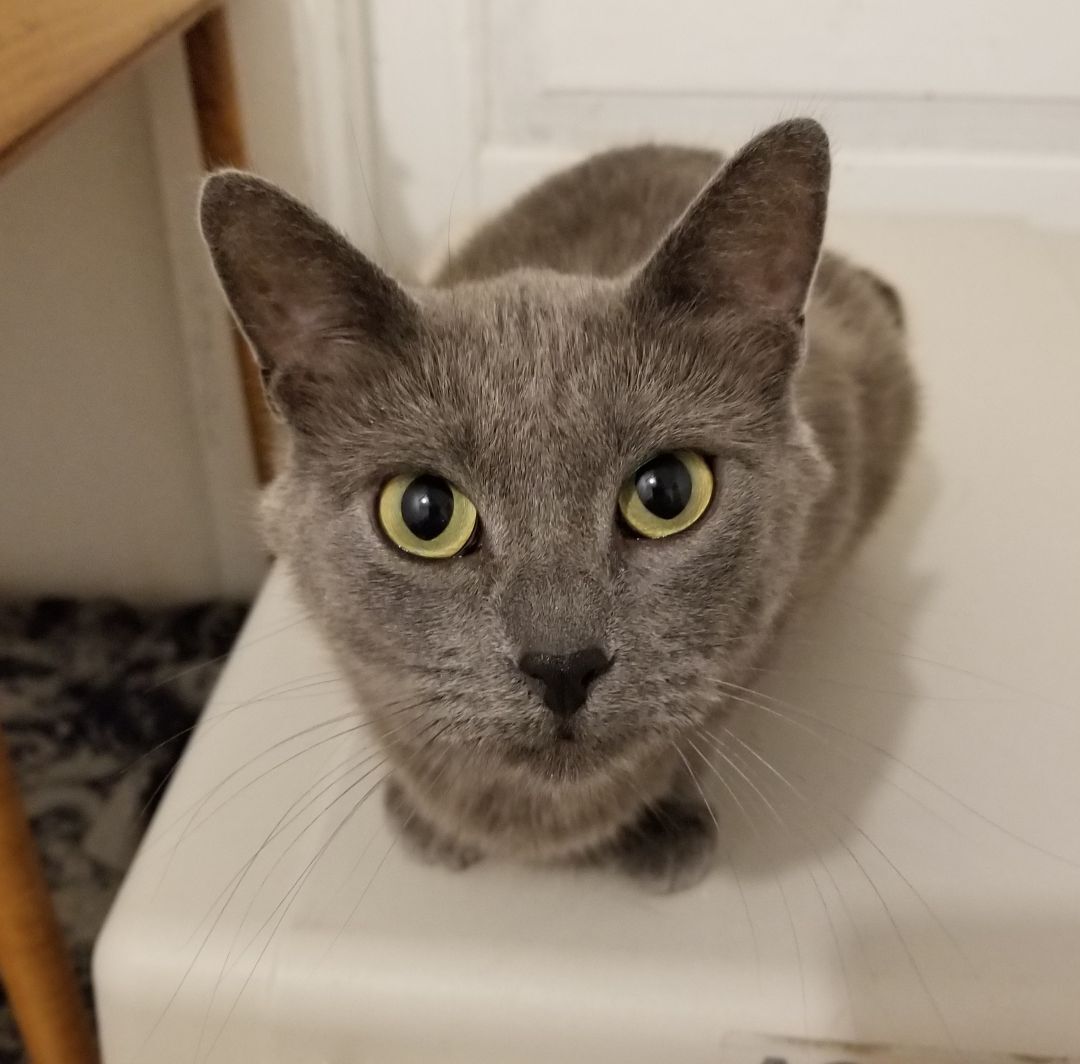 Enlarge Joy, a Adopted mixed breed in Big Lake, MN image 4/7