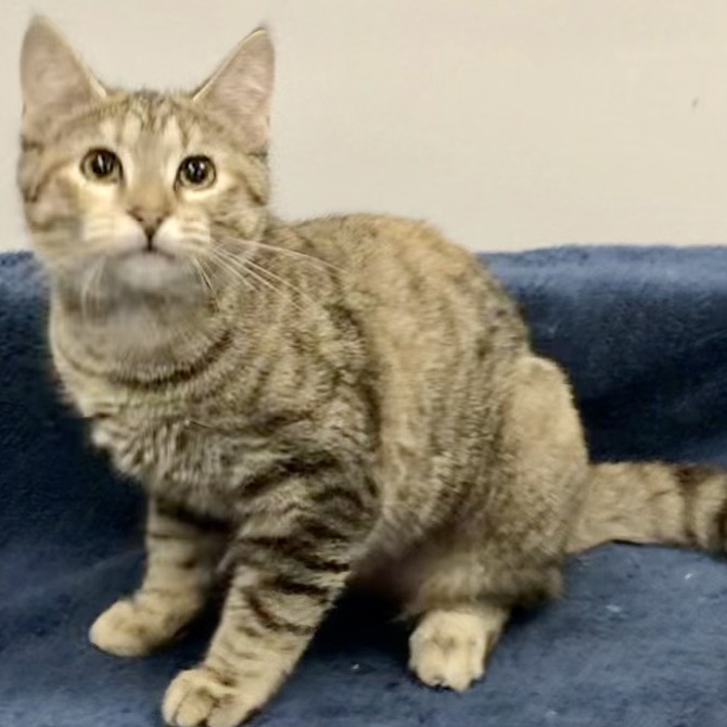 Tauriel, Adoptable, Young Female Domestic Short Hair.