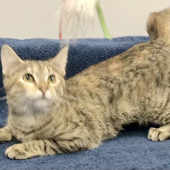 Tauriel, a Adoptable Domestic Short Hair in Lincolnwood, IL image 2/7