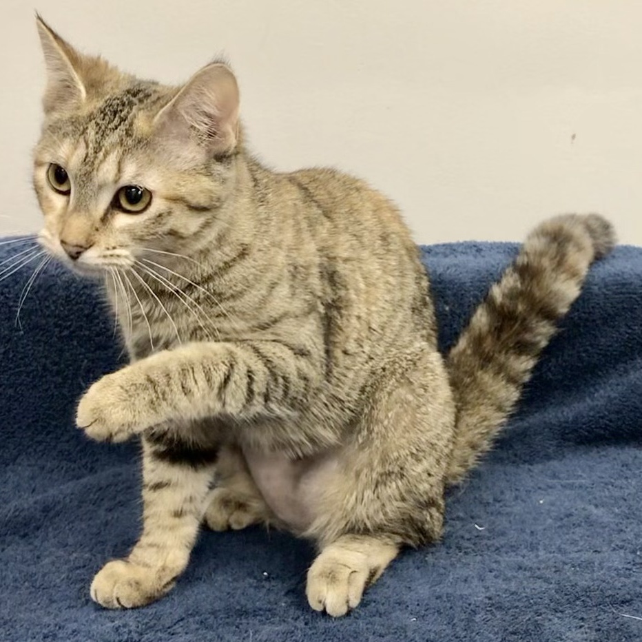 Tauriel, a Adoptable Domestic Short Hair in Lincolnwood, IL image 3/7