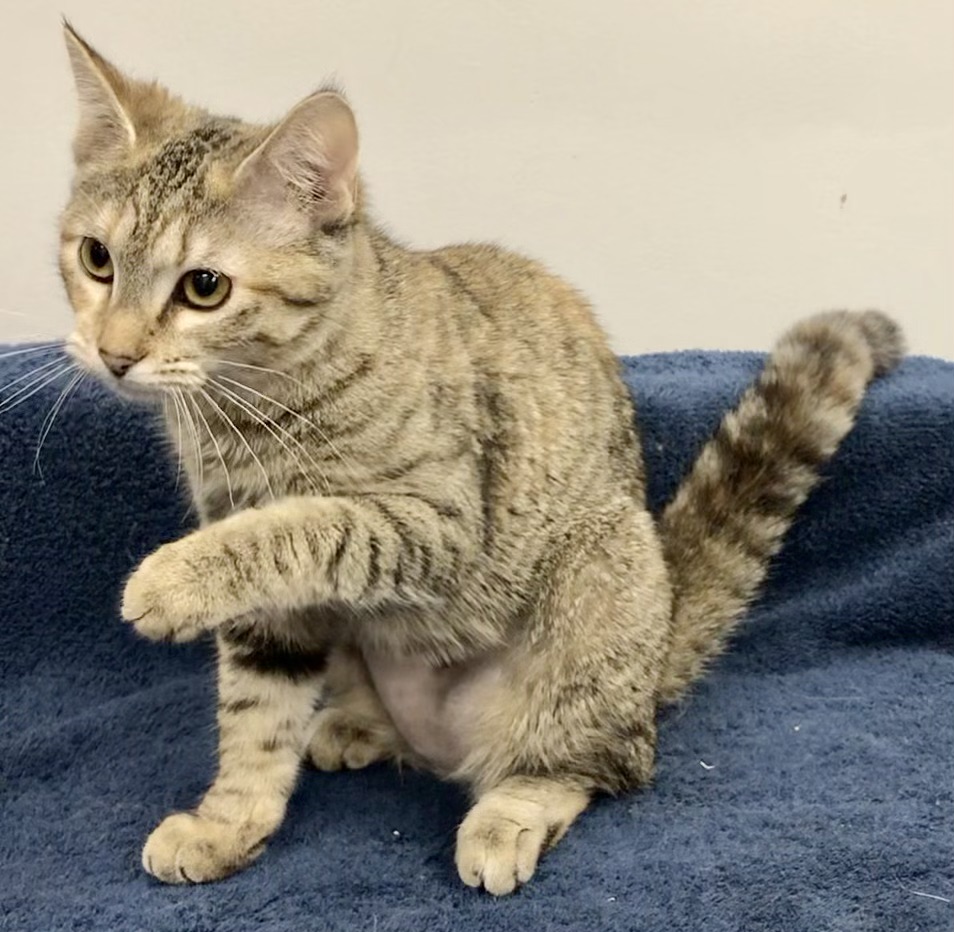 Tauriel, a Adoptable Domestic Short Hair in Lincolnwood, IL image 5/7