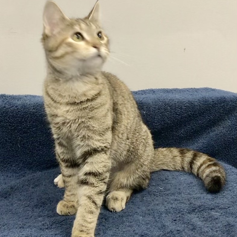 Tauriel, a Adoptable Domestic Short Hair in Lincolnwood, IL image 6/7