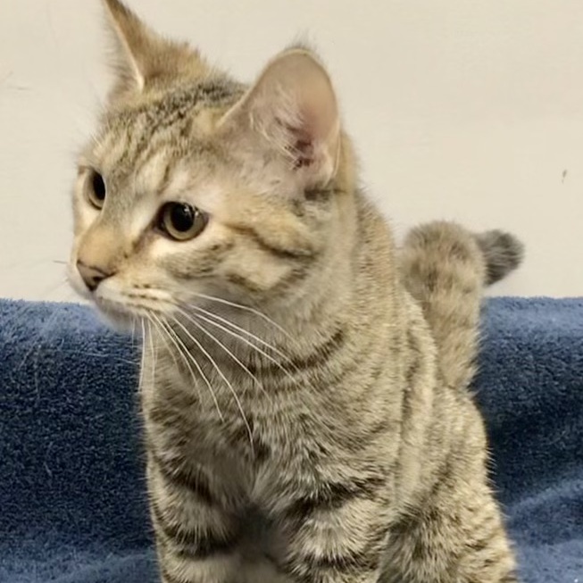 Tauriel, Adoptable, Young Female Domestic Short Hair.