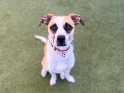 Enlarge Hawthorne, a Adoptable mixed breed in Phoenix, AZ image 1/3