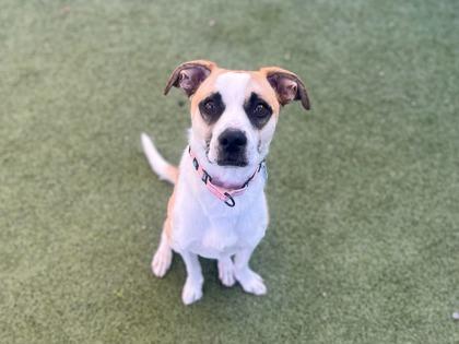 Enlarge Hawthorne, a Adoptable mixed breed in Phoenix, AZ image 2/3