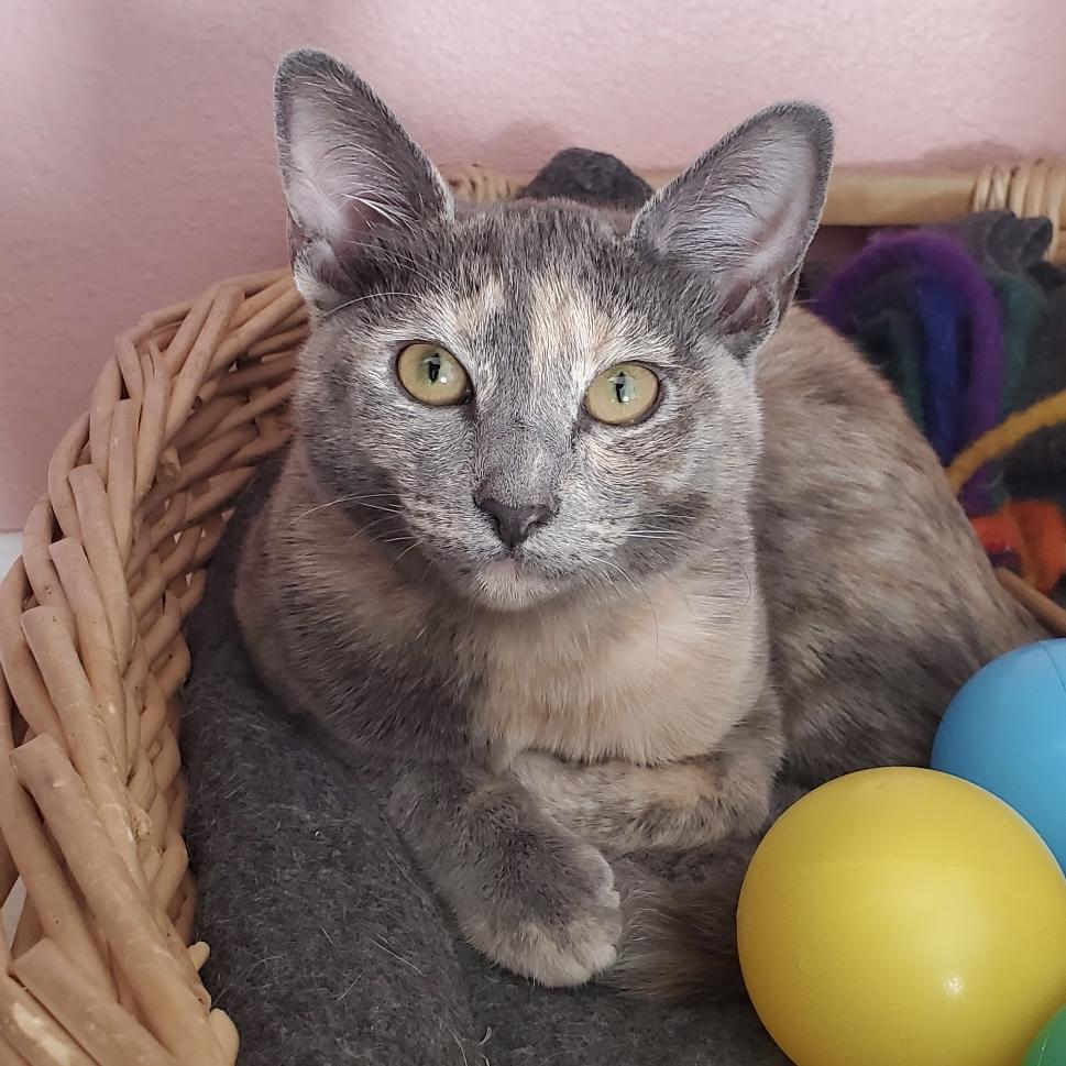 Ceniza, Adoptable, Kitten Female Tabby.