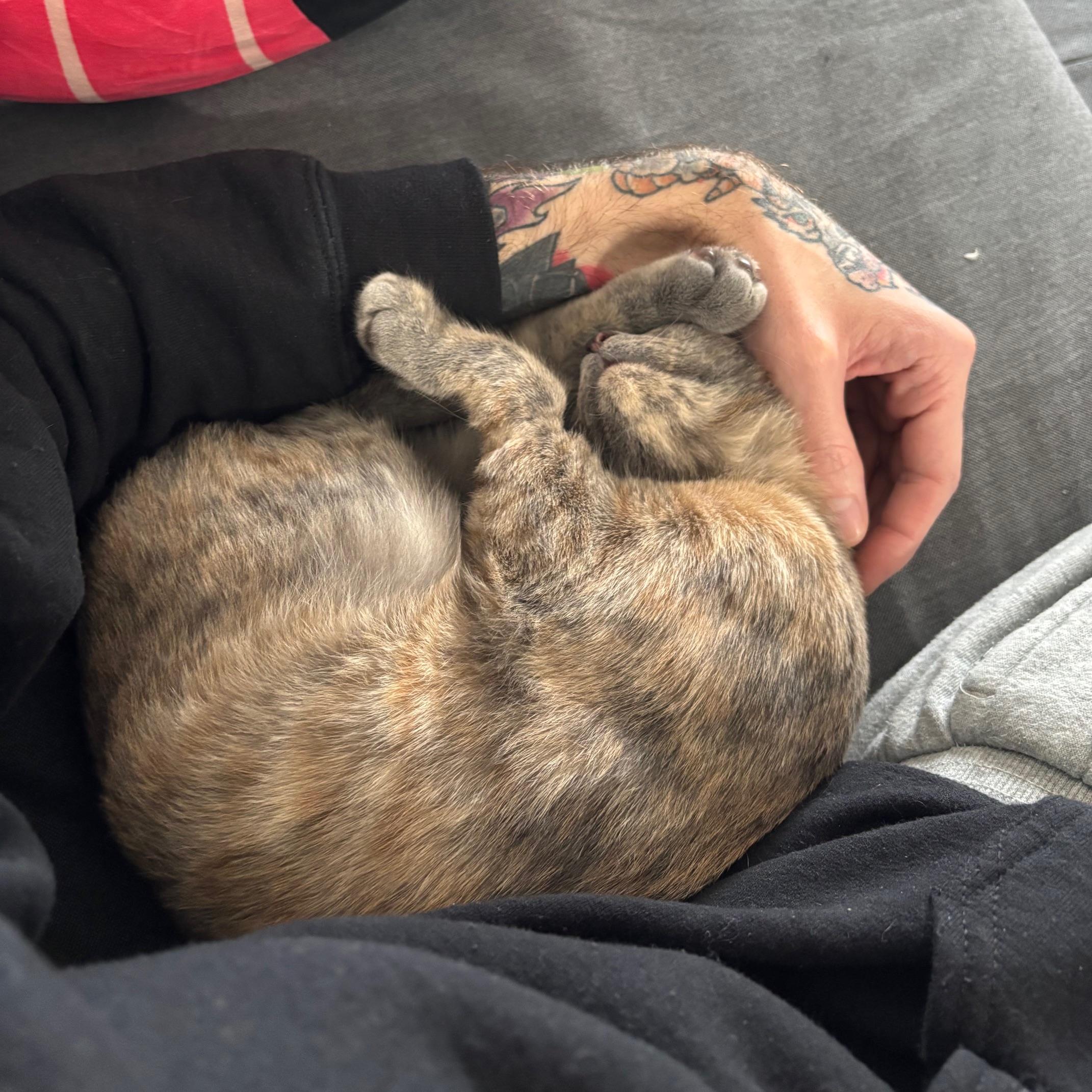 Enlarge Ceniza, a Adoptable Tabby in Huntington Beach, CA image 4/5