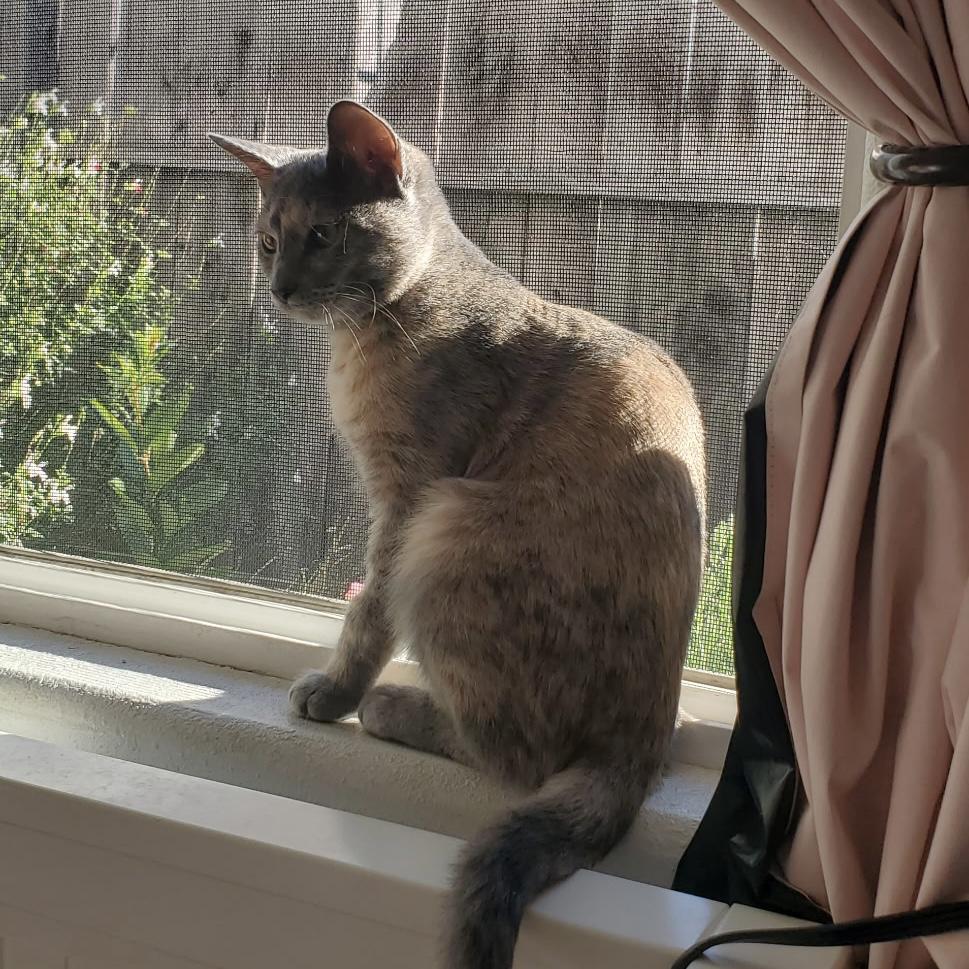 Enlarge Ceniza, a Adoptable Tabby in Huntington Beach, CA image 3/5