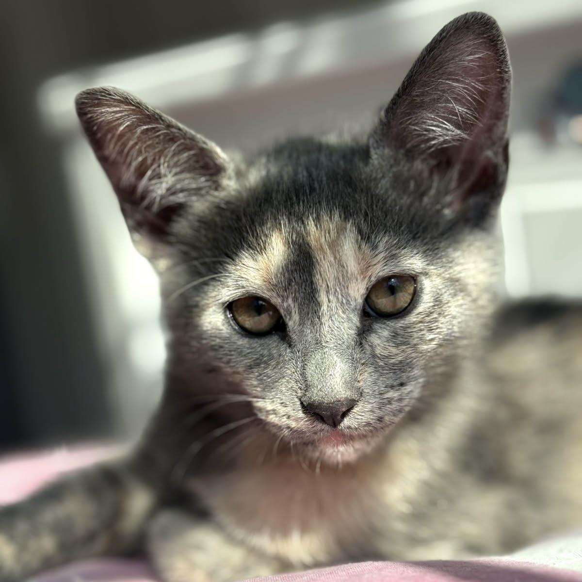 Enlarge Ceniza, a Adoptable Tabby in Huntington Beach, CA image 2/5