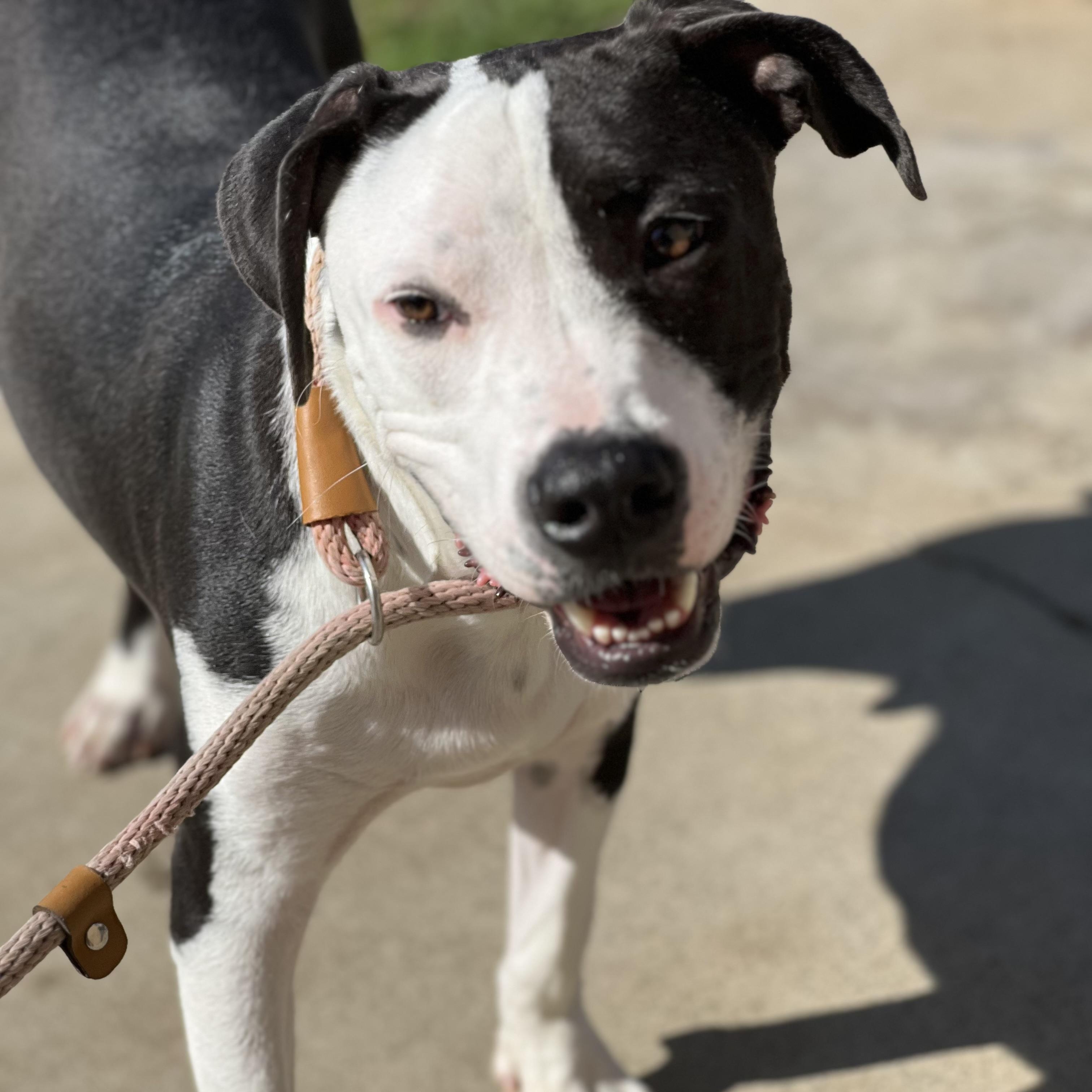 Buster, Adoptable, Adult Male Pit Bull Terrier.