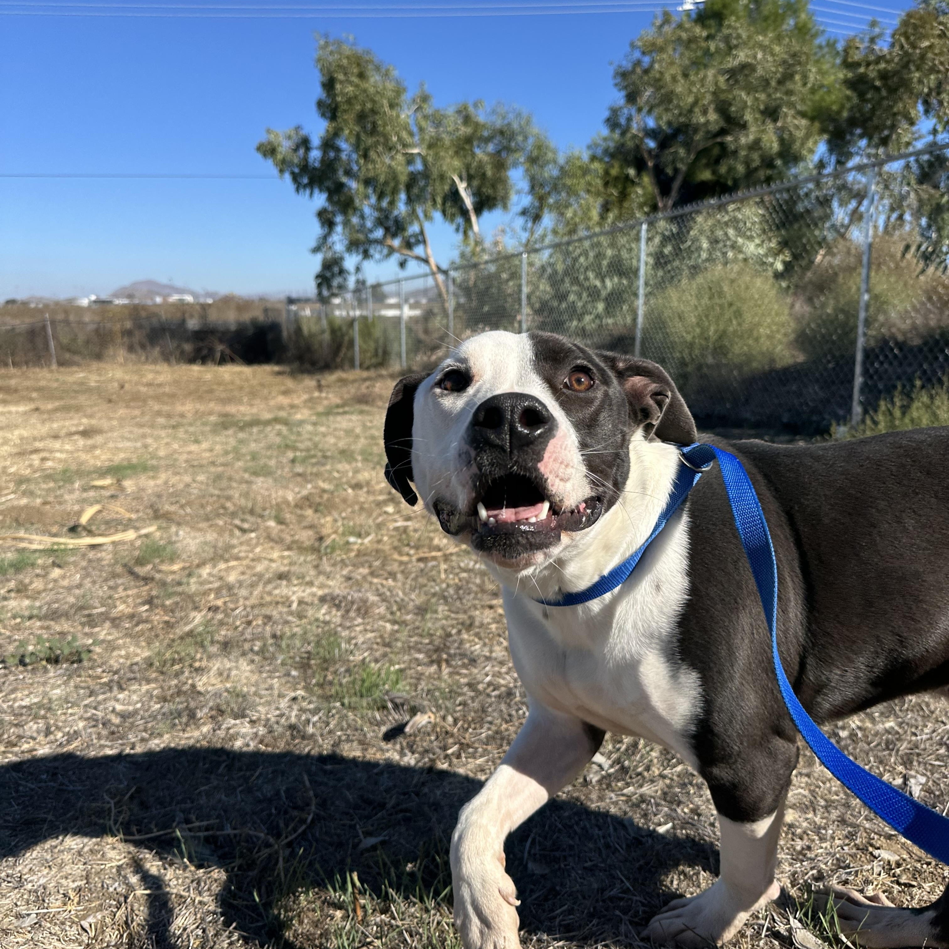 Buster, a Adoptable Pit Bull Terrier in Winchester, CA image 3/4