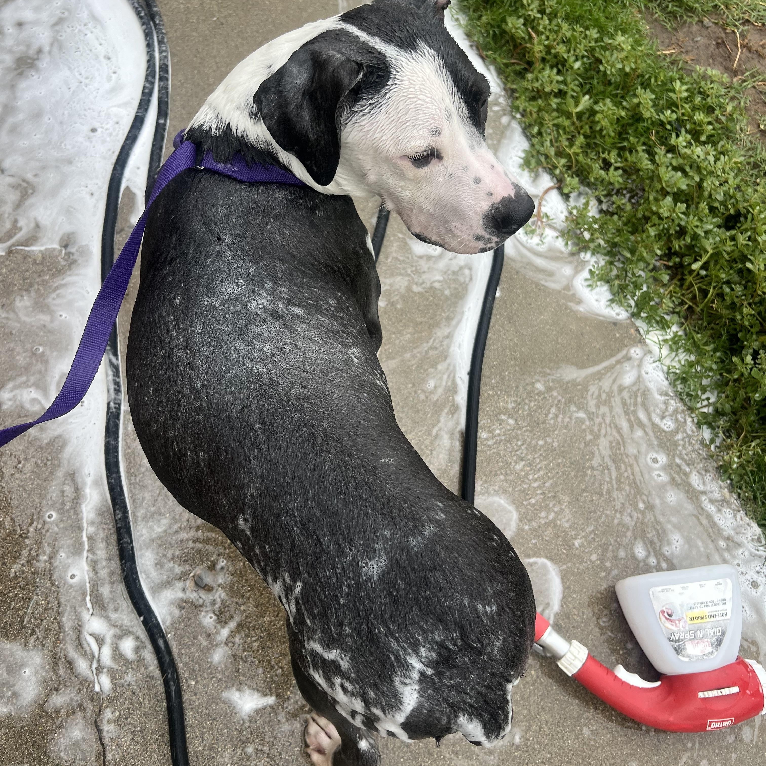 Buster, a Adoptable Pit Bull Terrier in Winchester, CA image 4/4
