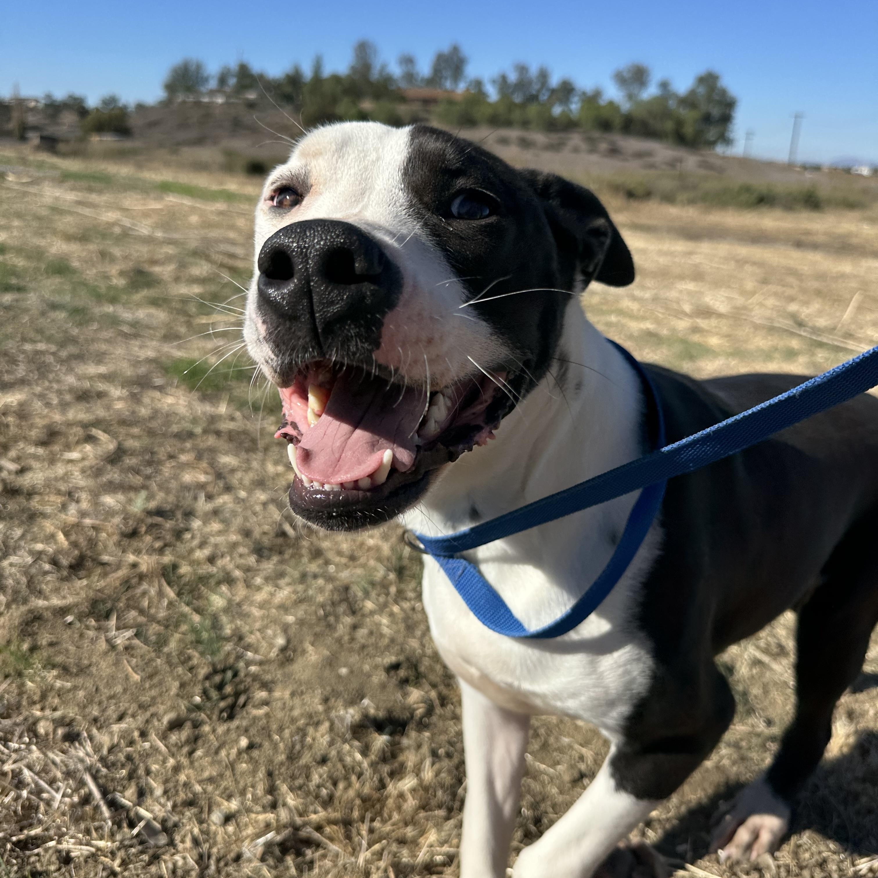 Buster, a Adoptable Pit Bull Terrier in Winchester, CA image 1/4