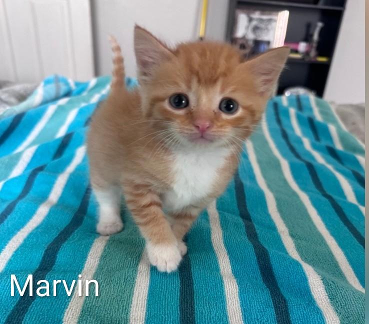 Enlarge Marvin, a ADOPTABLE Domestic Medium Hair in Columbia, MO image 1/1