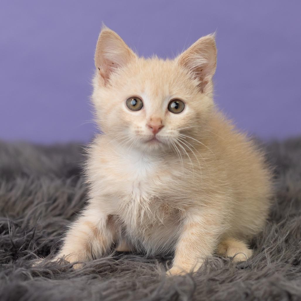 Capri, Adoptable, Kitten Female Domestic Short Hair.