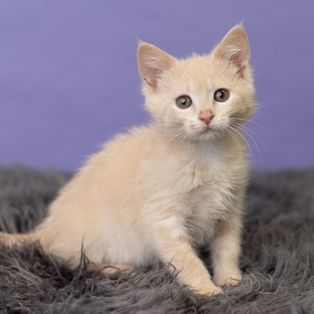 Capri, a Adoptable Domestic Short Hair in St. Paul, MN image 2/6