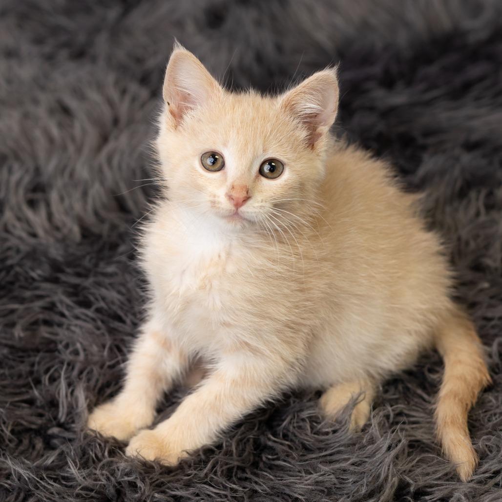 Capri, a Adoptable Domestic Short Hair in St. Paul, MN image 3/6