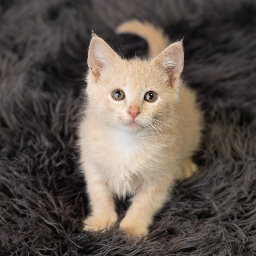 Capri, a Adoptable Domestic Short Hair in St. Paul, MN image 4/6