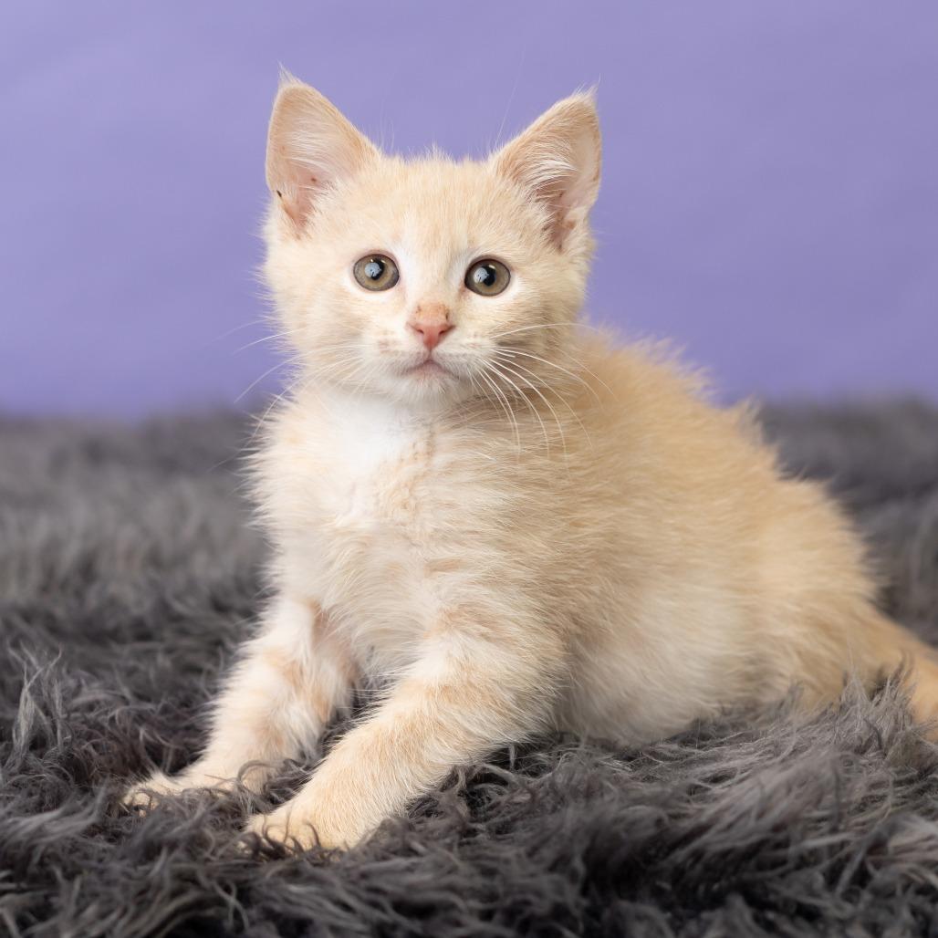 Capri, a Adoptable Domestic Short Hair in St. Paul, MN image 5/6