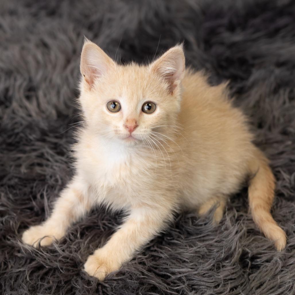 Capri, a Adoptable Domestic Short Hair in St. Paul, MN image 6/6