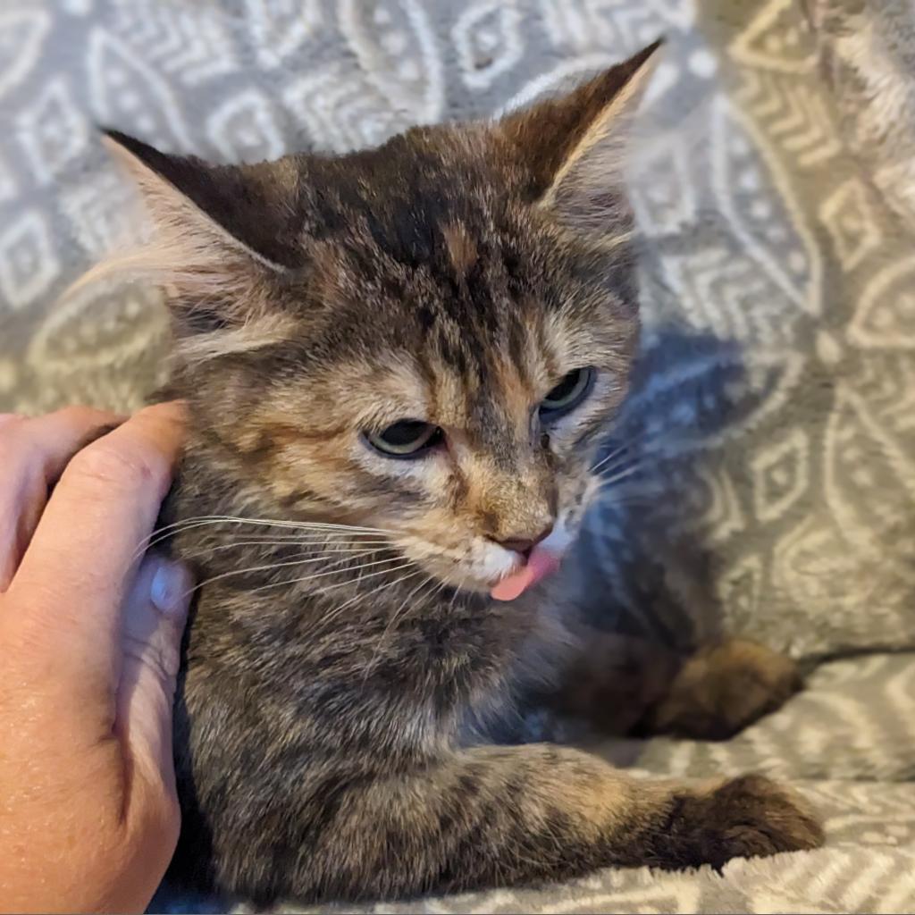 Enlarge Daisy, a Adoptable Domestic Medium Hair in Greenwood, MO image 1/4