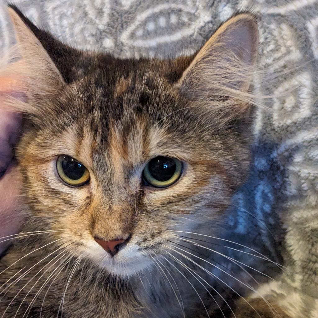 Enlarge Daisy, a Adoptable Domestic Medium Hair in Greenwood, MO image 3/4