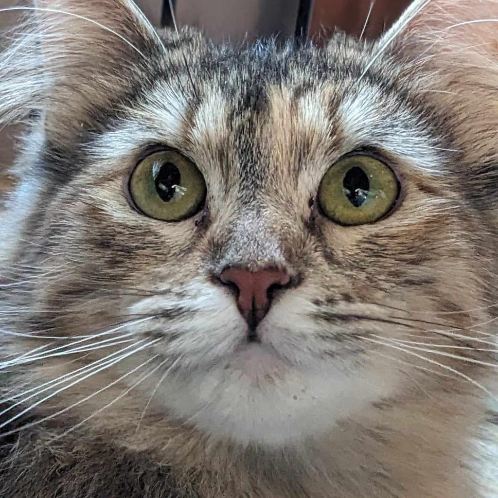 Enlarge Daisy, a Adoptable Domestic Medium Hair in Greenwood, MO image 4/4