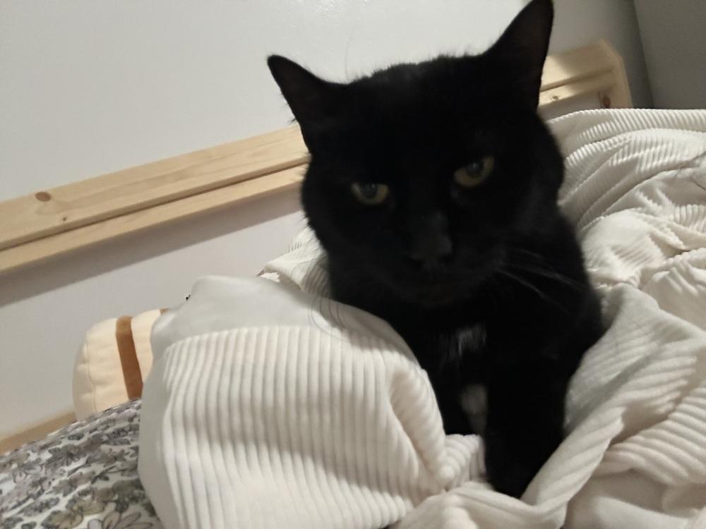 Magic, Adoptable, Adult Male Domestic Short Hair.