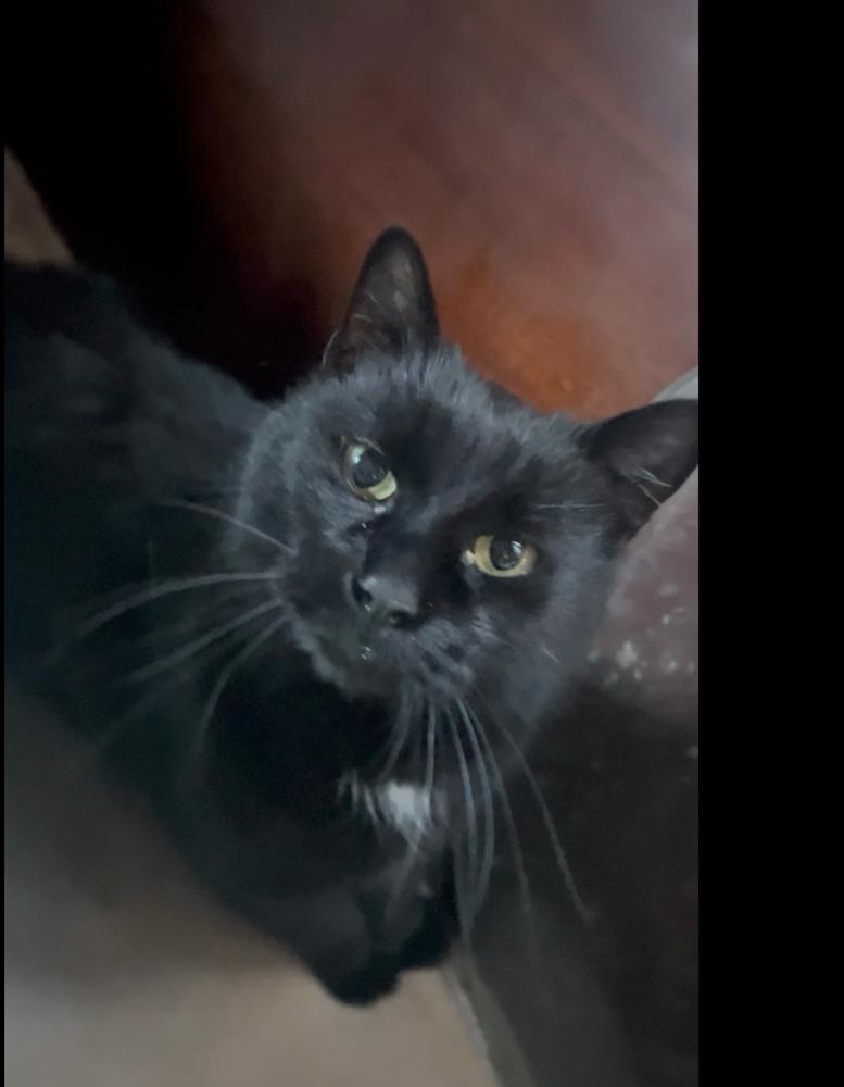 Enlarge Magic, a Adoptable mixed breed in Lafayette, CO image 1/1