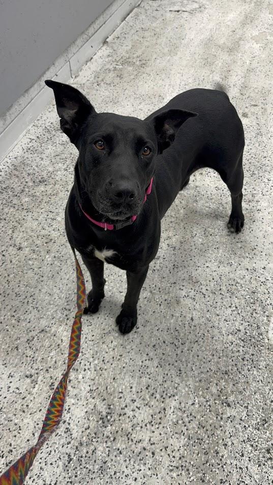 Fig, a Adoptable Mixed Breed in North Charleston, SC image 1/3