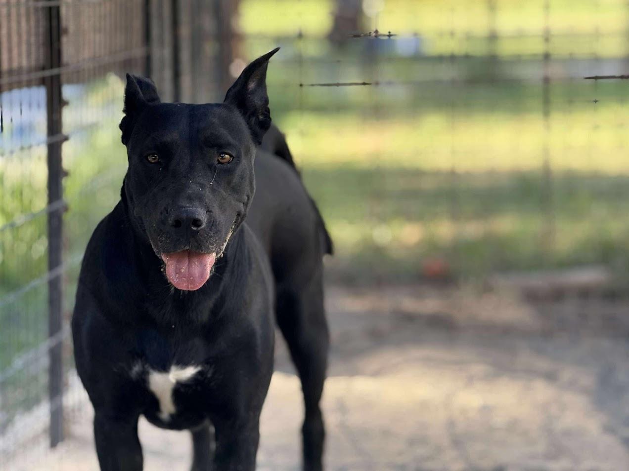 Fig, a Adoptable Mixed Breed in North Charleston, SC image 3/3