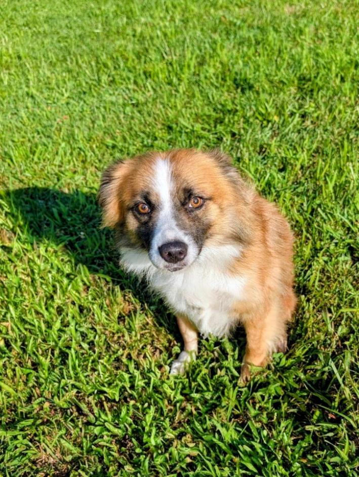 Peanut, ADOPTABLE, Adult Male Collie.