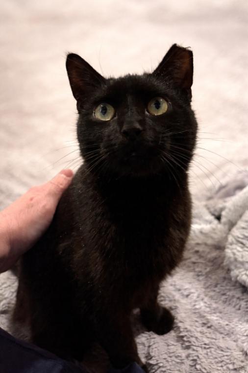 Enlarge Mariah, a Adoptable Domestic Short Hair in North Babylon, NY image 1/5