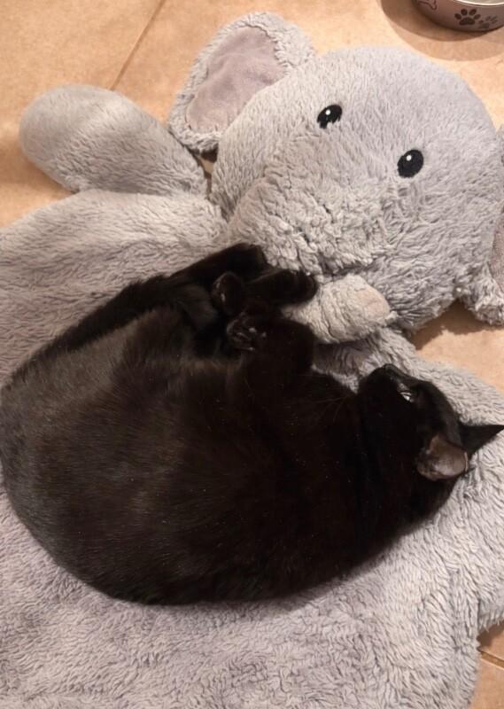 Enlarge Mariah, a Adoptable Domestic Short Hair in North Babylon, NY image 2/5