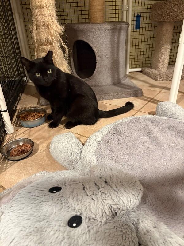 Enlarge Mariah, a Adoptable Domestic Short Hair in North Babylon, NY image 3/5