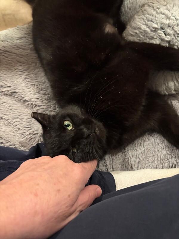 Enlarge Mariah, a Adoptable Domestic Short Hair in North Babylon, NY image 4/5